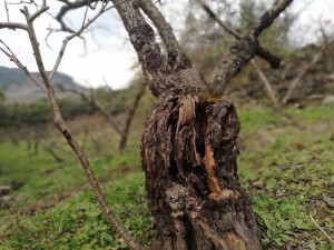 风水学屋后有祠堂的作用