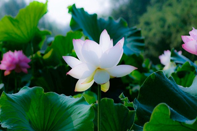 三伏天不能做的事情有哪些？2020三伏天从哪天开始？