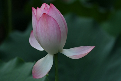 三伏天为什么要艾灸？三伏天要每天艾灸吗？