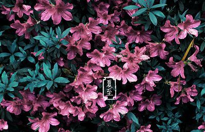 夏至有什么特点？夏至前一个节气是芒种吗？