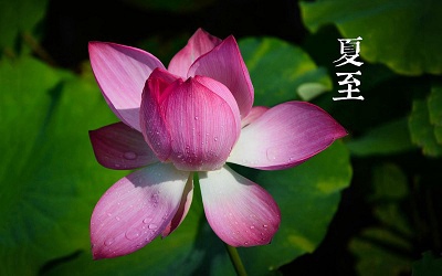 夏至有什么特点？夏至前一个节气是芒种吗？