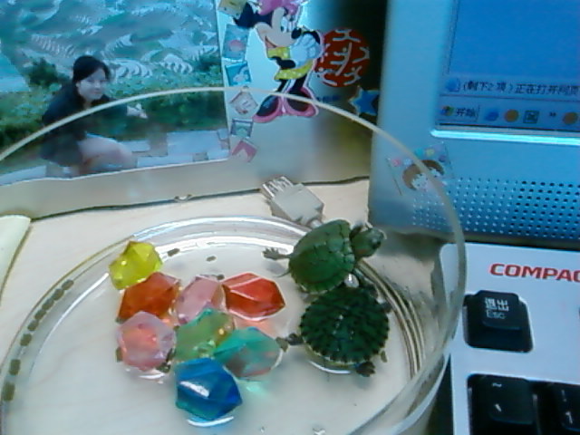 办公室风水 办公室养龟注意事项