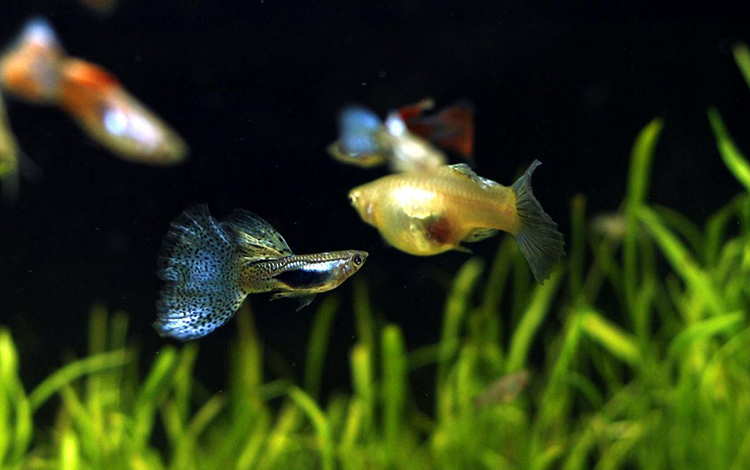 风水鱼养几条好 随便乱养反而有伤害