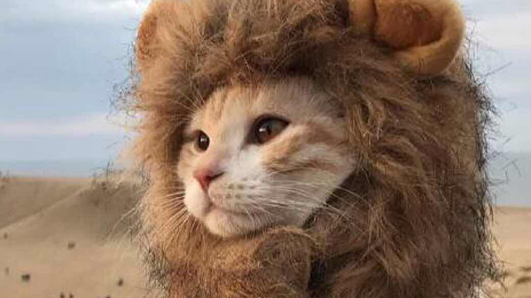 狮子座生活小习惯 看看你中了几条