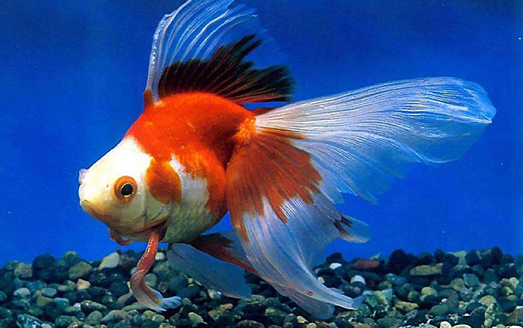 风水鱼死了怎么处理 不要过于紧张