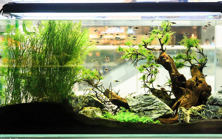 客厅摆放鱼缸的风水禁忌 千万不可随意摆放