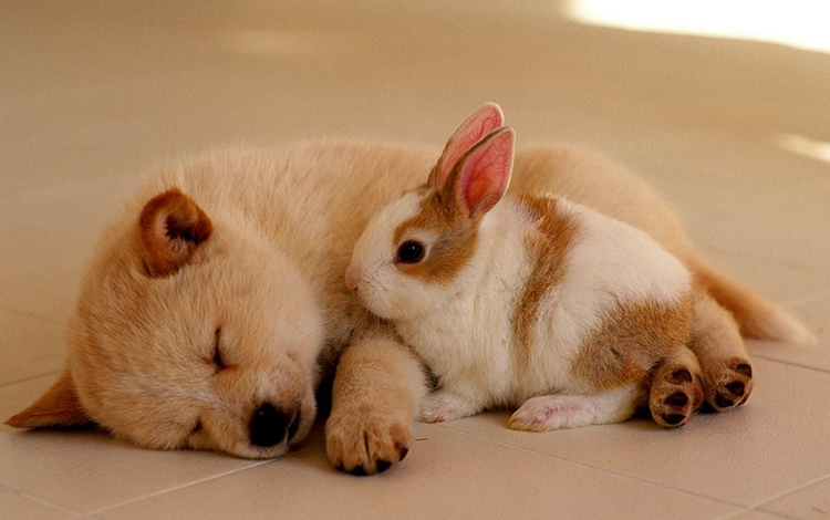 十二星座的专属宠物 看看你适合养什么吧