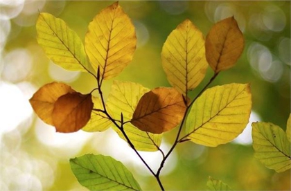 立秋后第一个庚日是末伏吗,2020年末伏时间表解析！