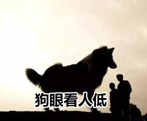 总狗眼看人低的人面相如何
