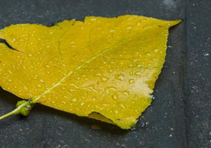 处暑是几号2020,2020年处暑节气可以订婚吗？