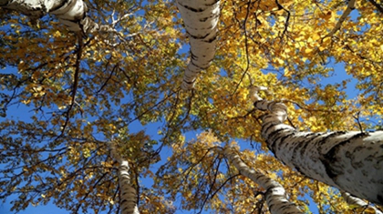 2020年处暑节气是什么时候,处暑可以搬家吗？