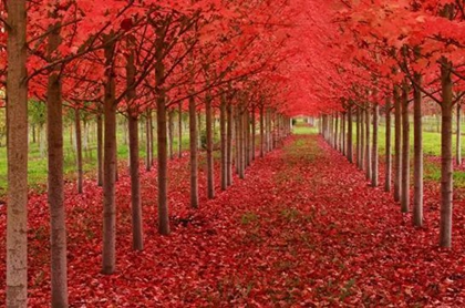 2021年属牛的人立秋出生好吗,立秋日出生的人不一般吗