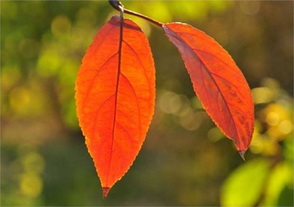 2020生肖鼠的人立秋出生命好吗,今年立秋时间几点