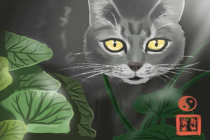 养双猫不吉利 养双猫不吉利 会带来额外的厄运