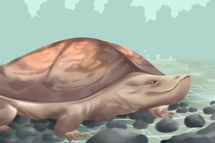 乌龟养多久会有灵性 几个月就会有灵性