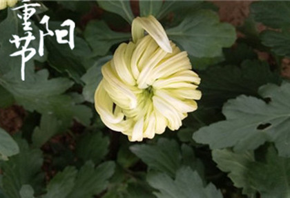 重阳节是怎么样发展而来的？重阳节有什么传统食物？