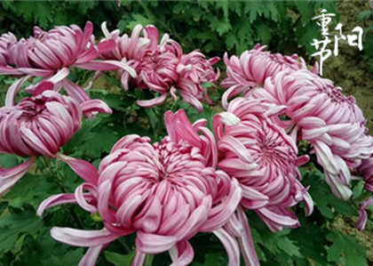 重阳节祝福语怎么发？2020重阳节祝福语推荐大全！