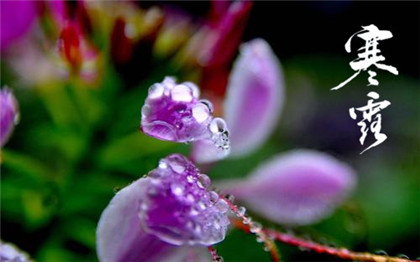 寒露艾灸养生要注意什么？为什么节气最好要艾灸？