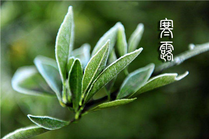 寒露为什么吃芝麻?寒露吃芝麻有什么好处?