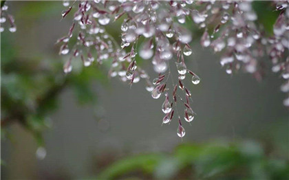 寒露为什么吃芝麻?寒露吃芝麻有什么好处?