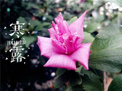 寒露老北京有什么习俗？寒露过后要怎么钓鱼？