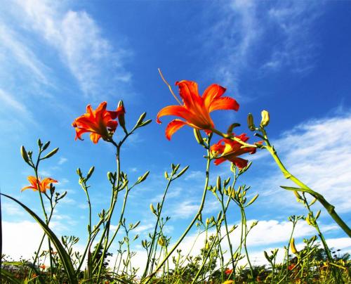 忘忧草花语，忘忧草拥有什么寓意？