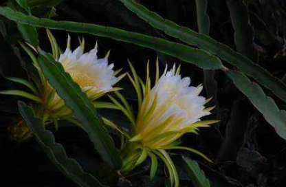 父亲节送花一般送什么花？