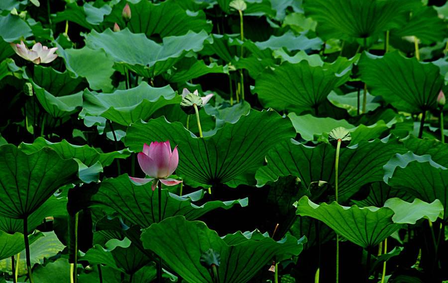 闰月是怎么推算的？以往出现闰四月的年份都有哪些？