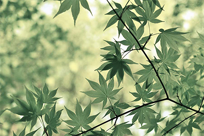 2021牛年是什么年庚，2021年日历节气表