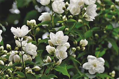 2021年二十四节气时间表，2021年节气详细时间表