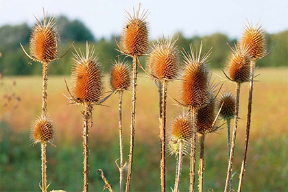 2021年二十四节气时间表，2021年节气详细时间表