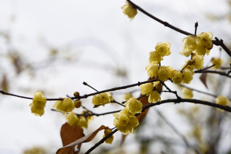 2021年二十四节气时间表，2021年节气详细时间表