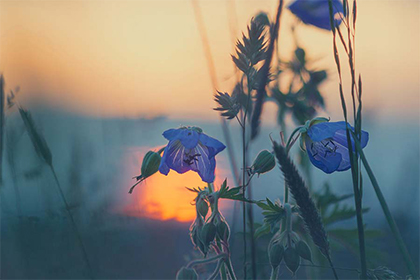 2021年不同月份牛命运解析，属牛几点出生最好命？