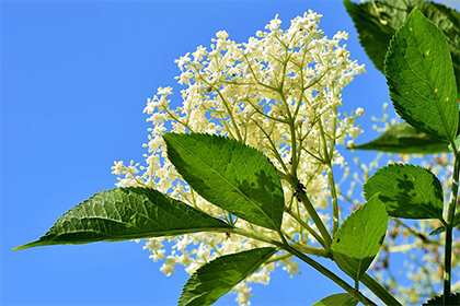 2021年不宜订婚的属相,订婚日子有什么讲究?