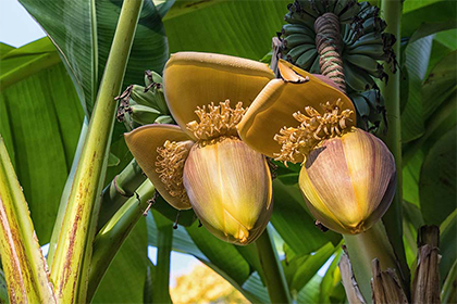 2021年不缺钱的生肖是什么？2021年招财吉祥物大全！