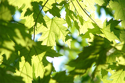 2021年不同年份属虎人的运势， 属虎几月出生最好命？