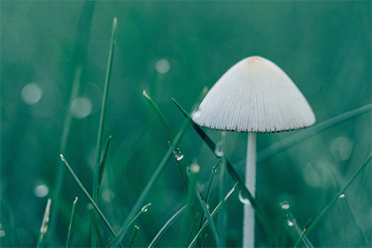 2021年不同年份属蛇人的运势，属蛇人几月出生最好命？