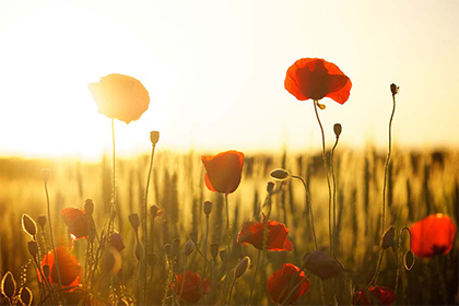 2021年不同年份属兔人的运势,属兔2021年犯太岁吗?