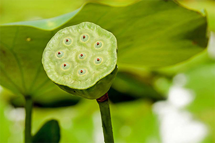 2021年不同年份属兔人的运势,属兔2021年犯太岁吗?