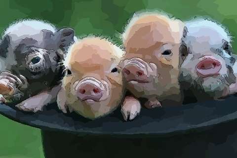 1971年女性属猪人2021年运势运程 50岁属猪女2021年每月运势如何