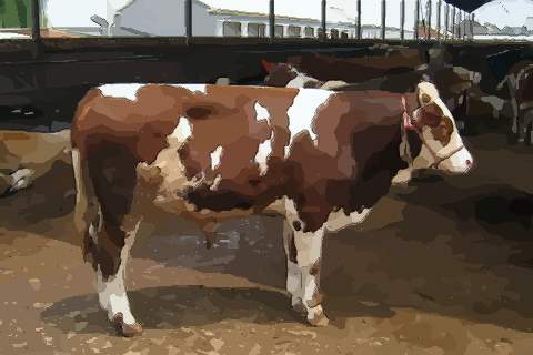 请问属牛正月出生的人运势好吗