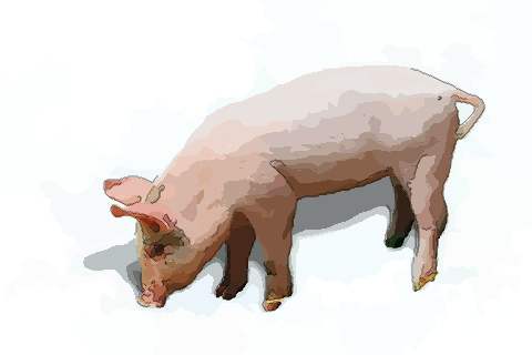 属猪人哪月最好大富大贵命