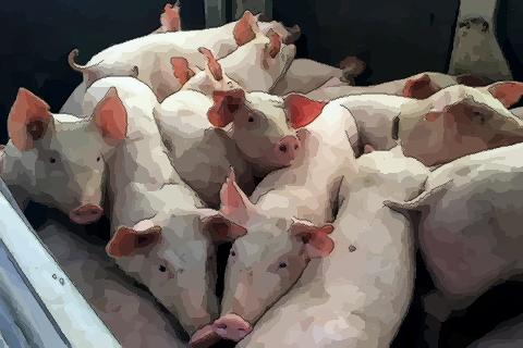 属猪几月命苦难有好机会