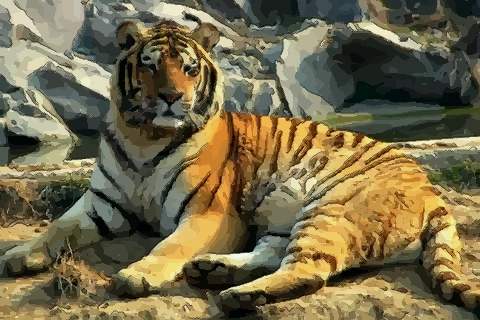 2022年属虎几月命苦注定不幸福