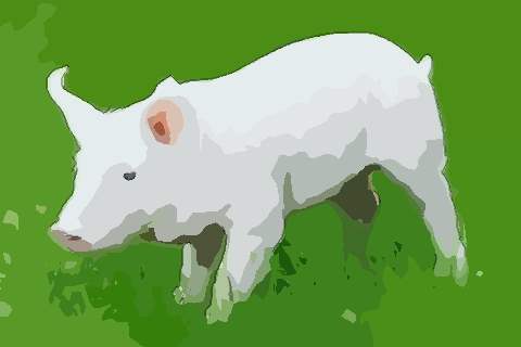 说说属猪人农历十月出生命好不好