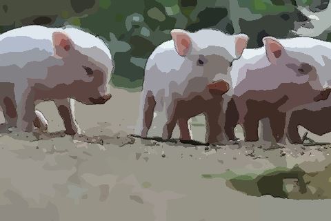 属猪十月出生的人命运怎么发展