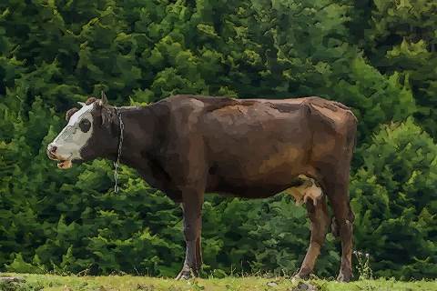 属牛丑时出生命运怎样几点出生才最好