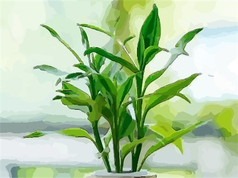 富贵竹风水禁忌都有哪些