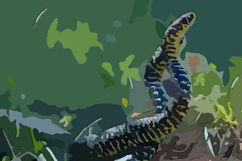 1977年女性属蛇人2021年运势运程 44岁属蛇女2021年每月运势如何