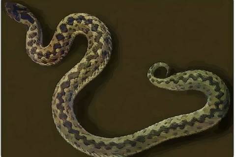 属蛇十月出生的人命运几月生最好